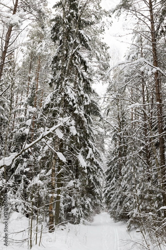 Winter forest, the trees covered with snow in the winter wood