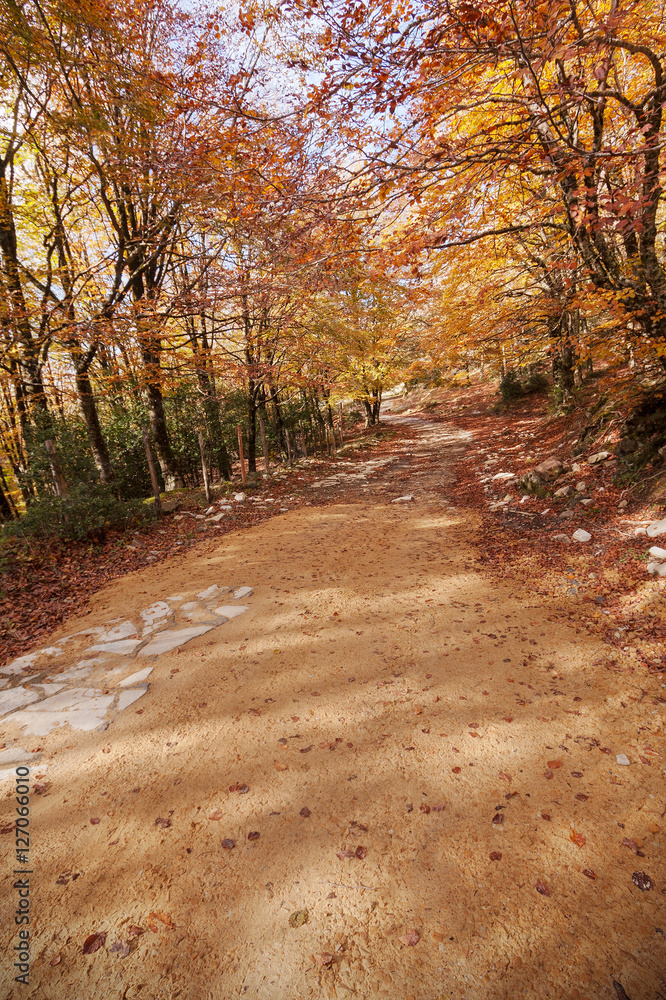 Fototapeta premium Forest in Autumn.