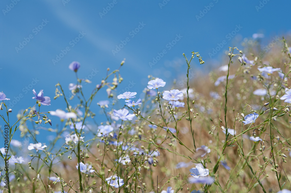 Fototapeta premium flowers of flax (lat. Linum marschallianum), local focus, shallow DOF
