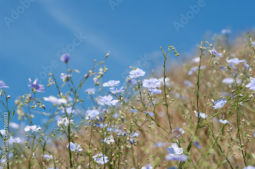 flowers of flax (lat. Linum marschallianum), local focus, shallow DOF © Hgalina