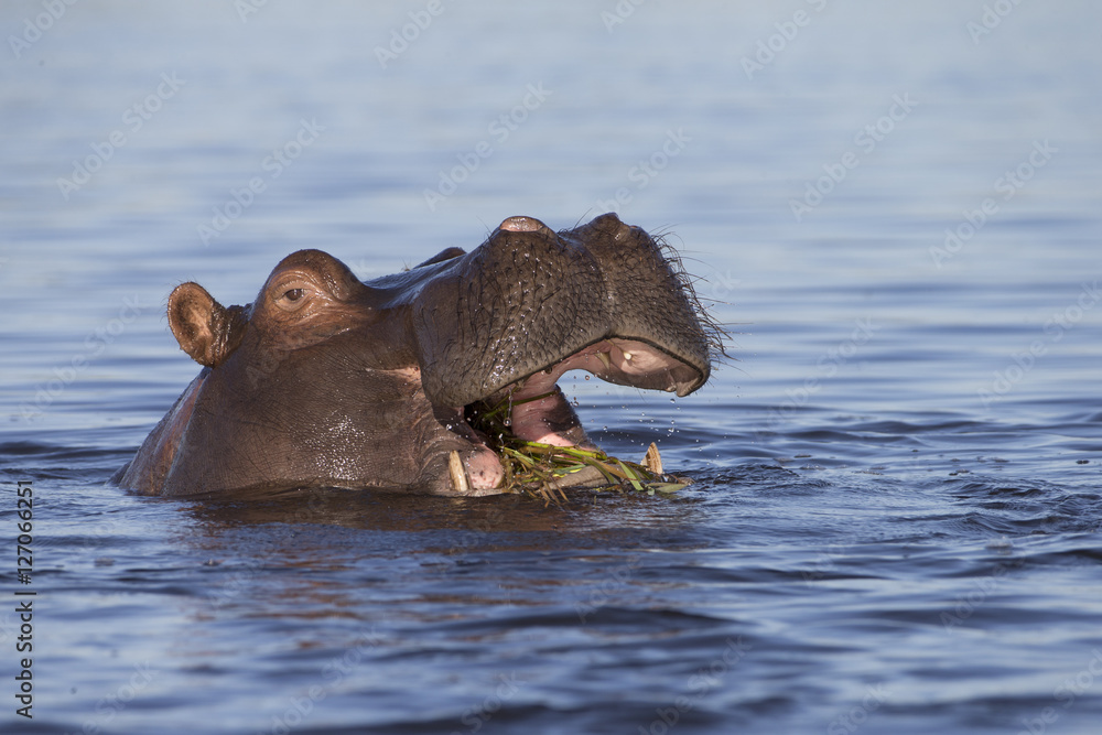 Hippo on the Chobe River area at Kasane, Botswana Hippo on the Chobe River area at Kasane, Botswana