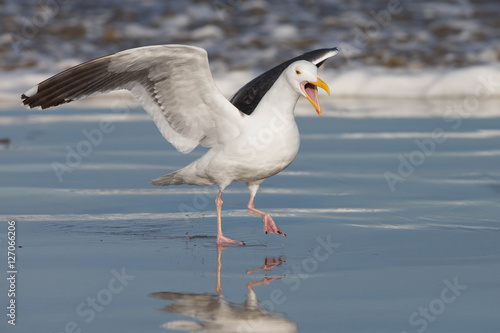Adult Western Gull Landing on Pacific coast beach