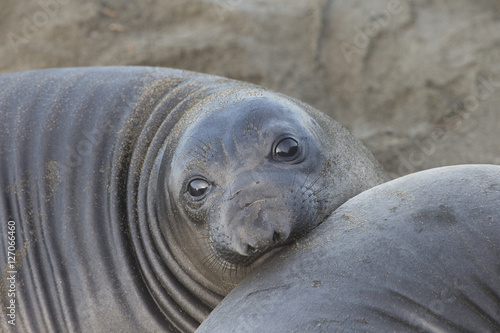 Northern Elephant Seal at Rookery on California Coast