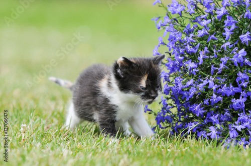 Foto litten standing on meadow
