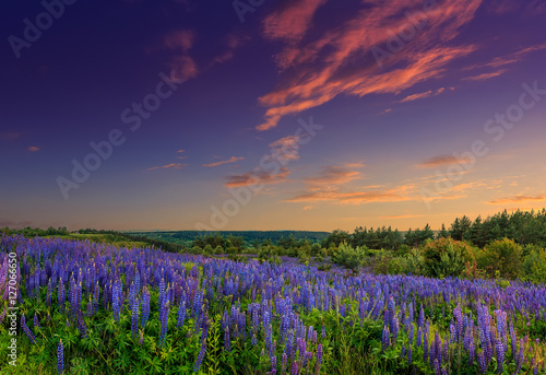 majestic sunset over field of lupine flowers