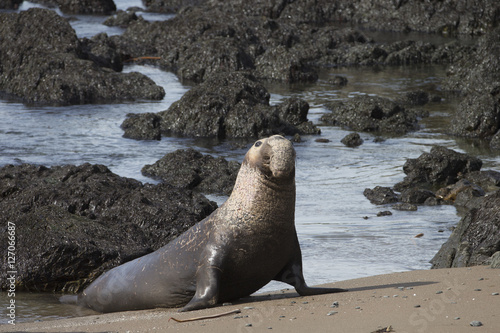Male Northern Elephant Seal at Rookery on California Coast