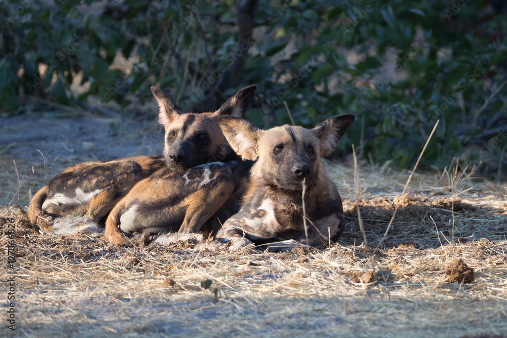 African Wild Dogs resing near den