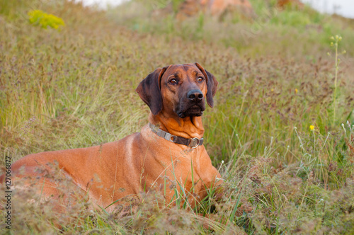 Wallpaper Mural Dog Rhodesian Ridgeback lying in the grass meadow Torontodigital.ca
