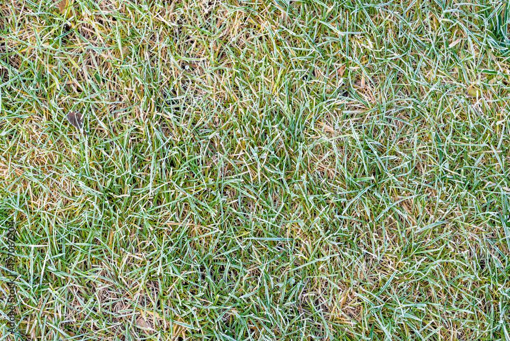 Morning frost on grass, frozen fields in autumn