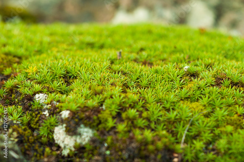Green sphagnum moss close up with blurred background