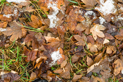 Melting snow on leaves, beginning of winter or thaws in spring
