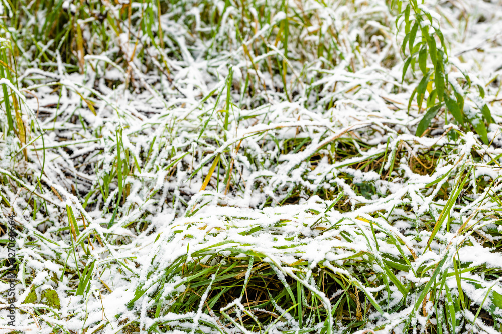 Grass in snow, fields in winter or spring thaws Grass in snow, fields in winter or spring thaws