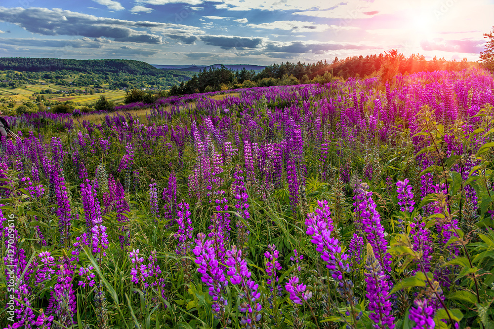 Naklejka premium fantastic sunny day. overcast sky with clouds. over the mountain valley. Pink lupine flowers in the foreground. picturesque scene. breathtaking scenery. original creative images