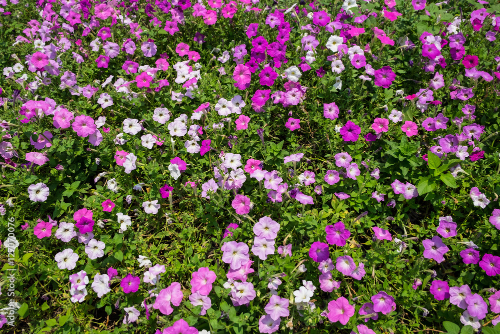 Beautiful pink Petunia Flowers in the garden