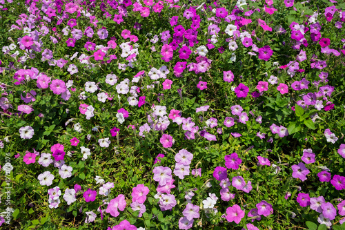 Beautiful pink Petunia Flowers in the garden