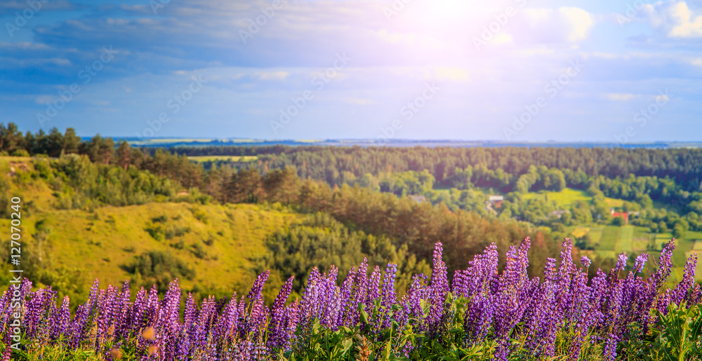 Fototapeta premium wonderful landscape. Majestic mountain landscape with lupine blooming on a sunny day. picturesque scene. breathtaking scenery. wonderful landscape. soft light effect