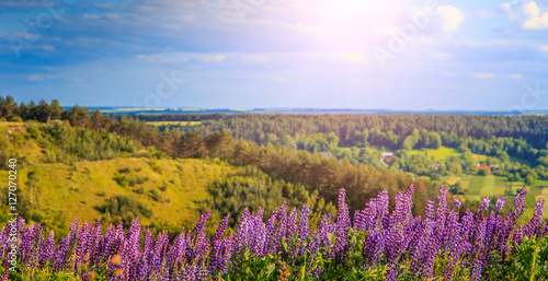 wonderful landscape. Majestic mountain landscape with lupine blooming on a sunny day. picturesque scene. breathtaking scenery. wonderful landscape. soft light effect