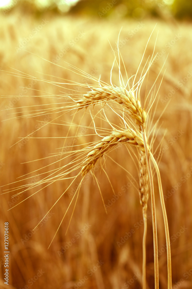 Golden ears of wheat close up on a background of the blurred whe Golden ears of wheat close up on a background of the blurred whe