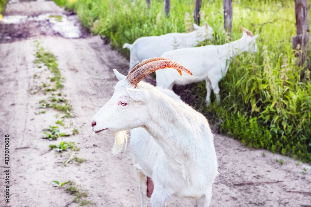 White goat on walk