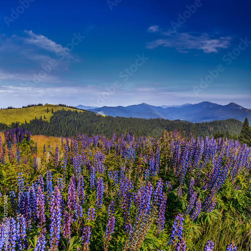 fantastic landscape. mountain meadow of purple lupine flowers on a sunny day. with majestic mountain peaks in the background. Beauty in the world. creative image of nature