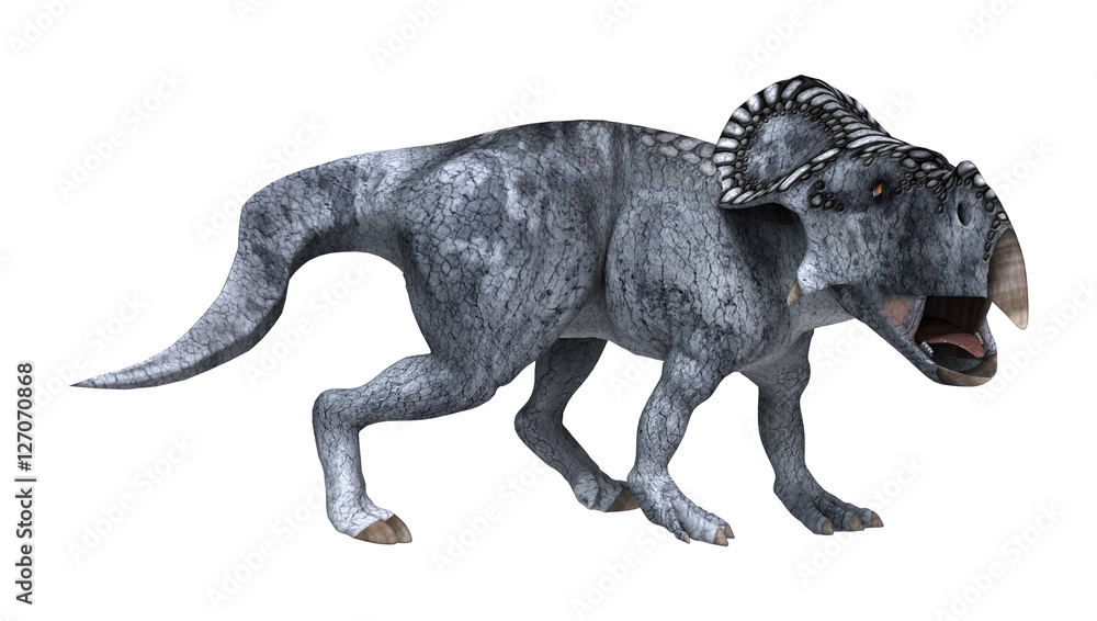 Fototapeta premium 3D Rendering Dinosaur Protoceratops on White