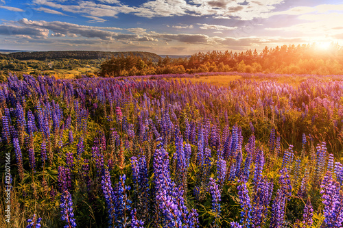 majestic dramatic scene. fantastic sunset over the meadow with flowers lupine and colorful clouds on the sky. picturesque rural landscape. color in nature. beauty in the world 