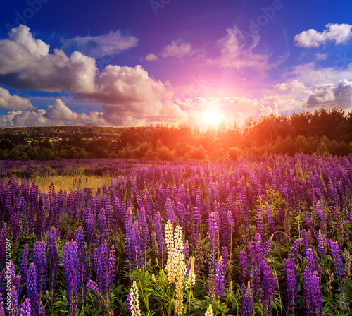 majestic dramatic scene. fantastic sunset over the meadow with flowers lupine and colorful clouds on the sky. picturesque rural landscape. color in nature. beauty in the world 