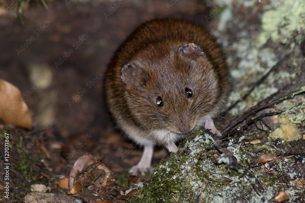 Mouse Mouse