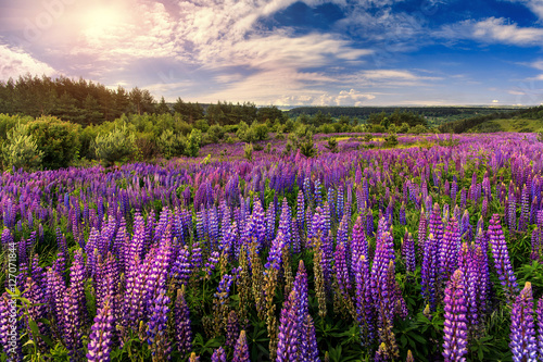 fantastic landscape. ideal sky with clouds over the meadow with purple lupine flowers on a sunny day. picturesque scene. breathtaking scenery. wonderful landscape. original creative images