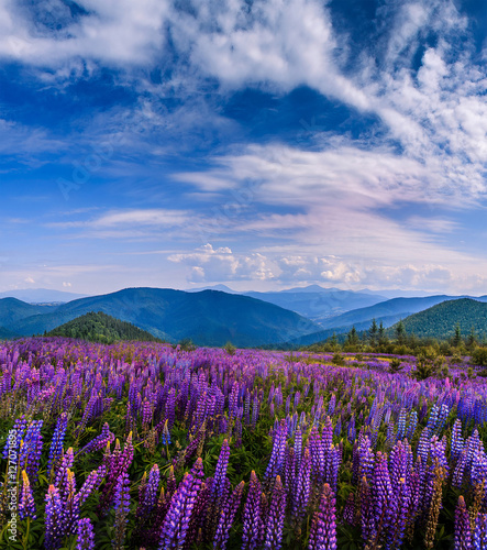 a perfect sky with clouds. over meadow with lupin flowers. picturesque scene. breathtaking scenery. wonderful landscape. use as background. original creative images