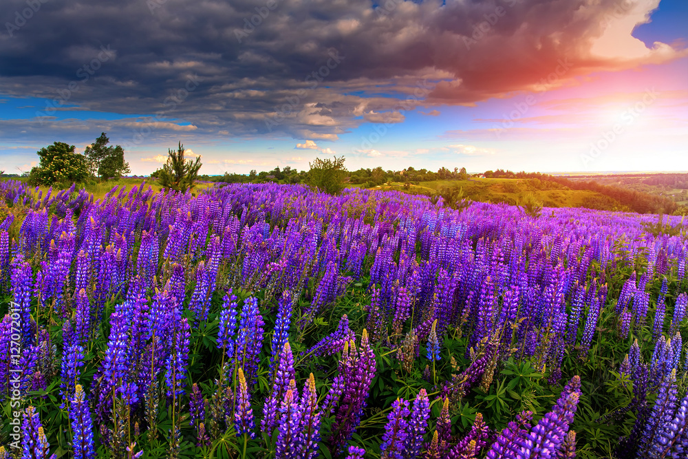 majestic dramatic scene. fantastic sunset over the meadow with flowers lupine and colorful clouds on the sky. picturesque rural landscape. color in nature. beauty in the world