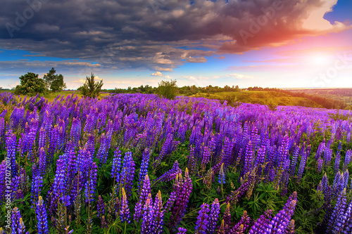 majestic dramatic scene. fantastic sunset over the meadow with flowers lupine and colorful clouds on the sky. picturesque rural landscape. color in nature. beauty in the world © jenyateua