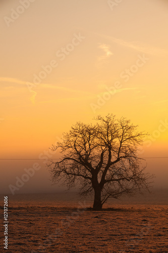 Lonely tree on the field at mysterious sunrise