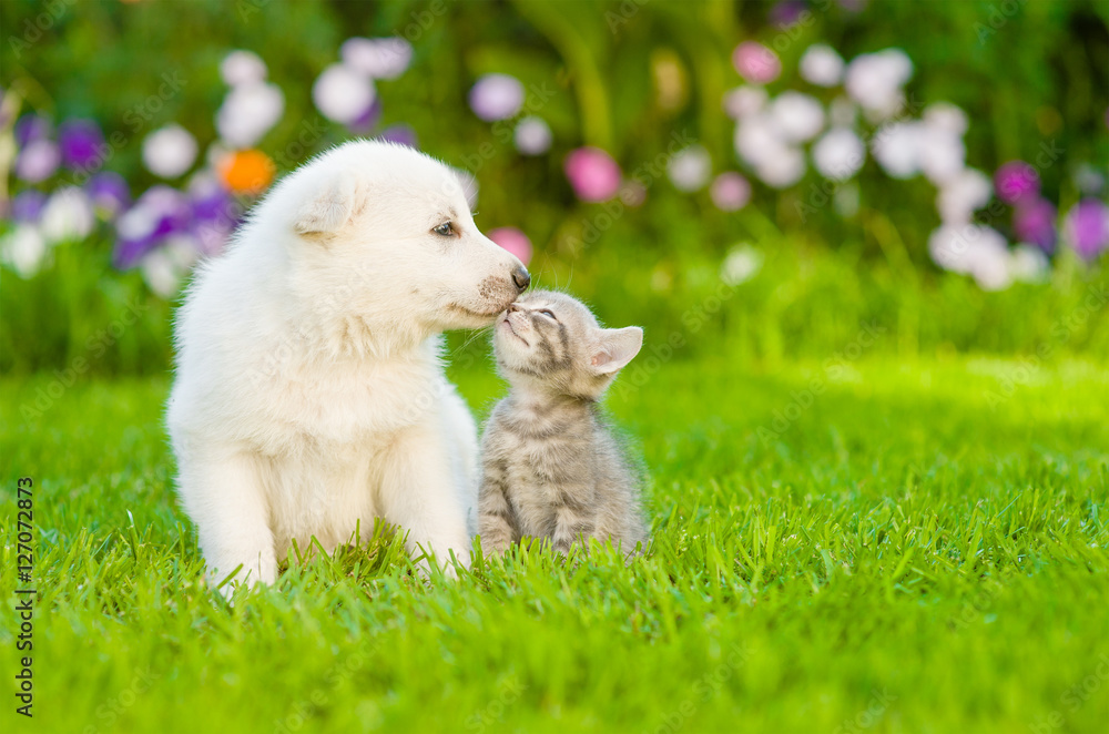 Kitten kissing White Swiss Shepherd`s puppy on green grass - obrazy, fototapety, plakaty 