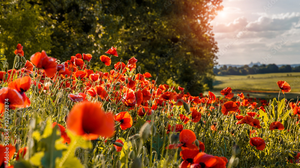 Obraz premium wonderful landscape. Poppy flowers on the green field close up, in the sunlight. retro style. instagram toning effect. soft light effect