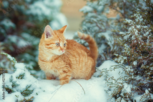 Fotografie Cute kitten walking in snowy forest