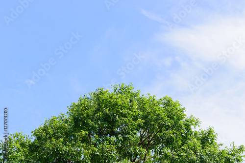 Beautiful trees top on sky background tree sky