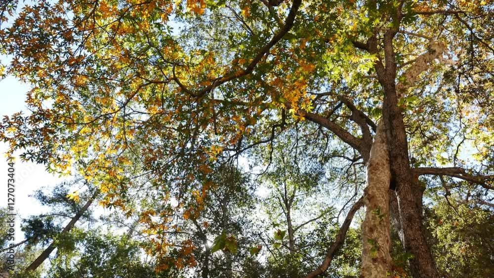 4K Video of beautiful fall color of Switzer Falls Trail, Los Angeles, California 4K Video of beautiful fall color of Switzer Falls Trail, Los Angeles, California