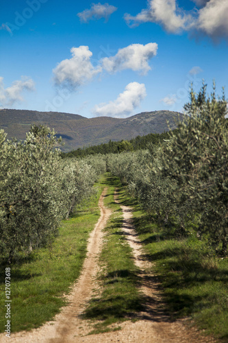 Fototapeta Naklejka Na Ścianę i Meble -  Italia,Umbria,Olive, raccolta di olive nella campagna Umbra