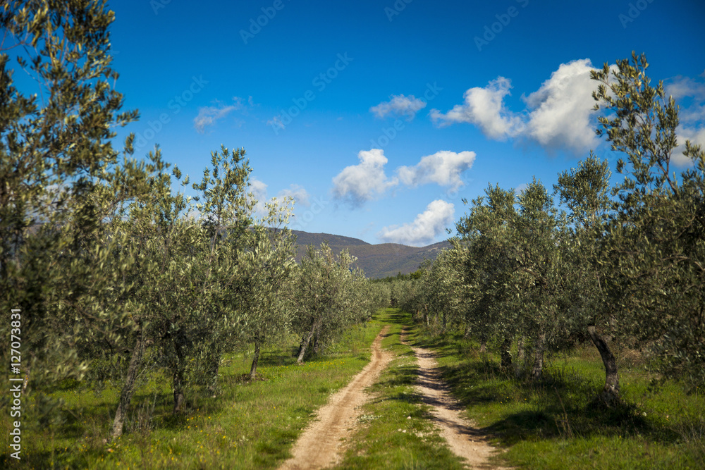 Italia,Umbria,Olive, raccolta di olive nella campagna Umbra Italia,Umbria,Olive, raccolta di olive nella campagna Umbra