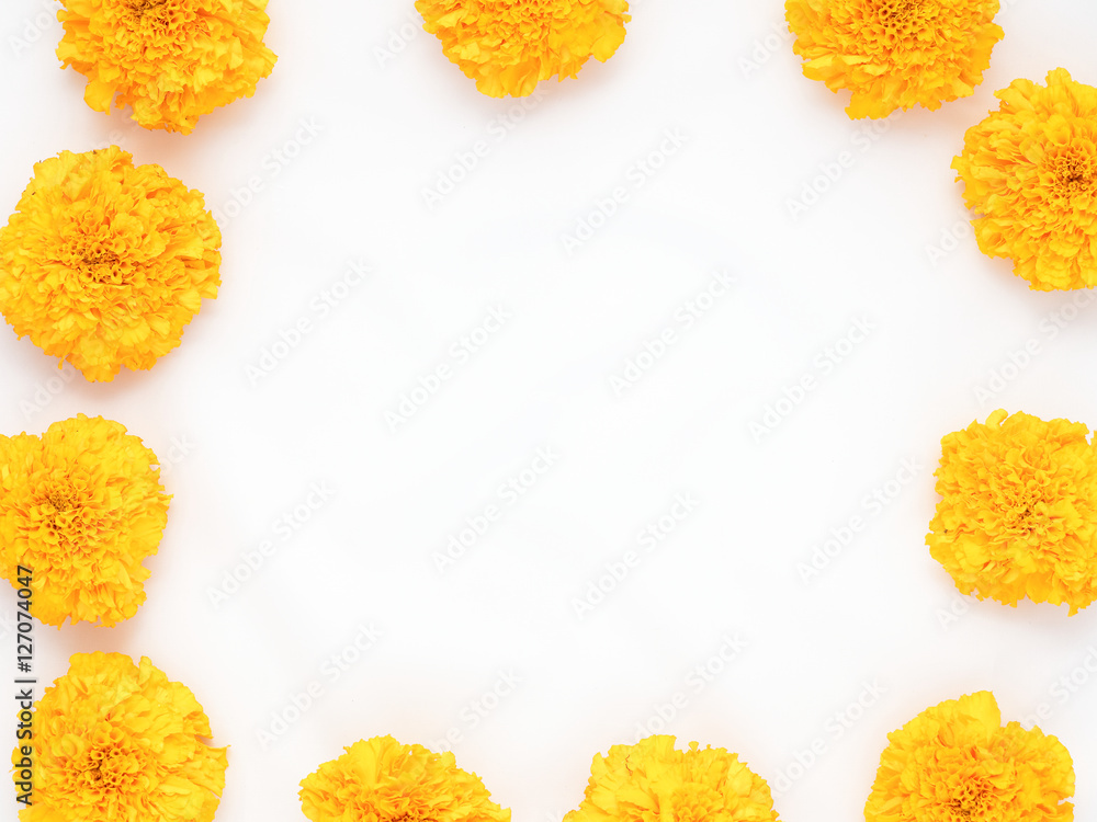 Yellow marigold flower isolated on white background Yellow marigold flower isolated on white background