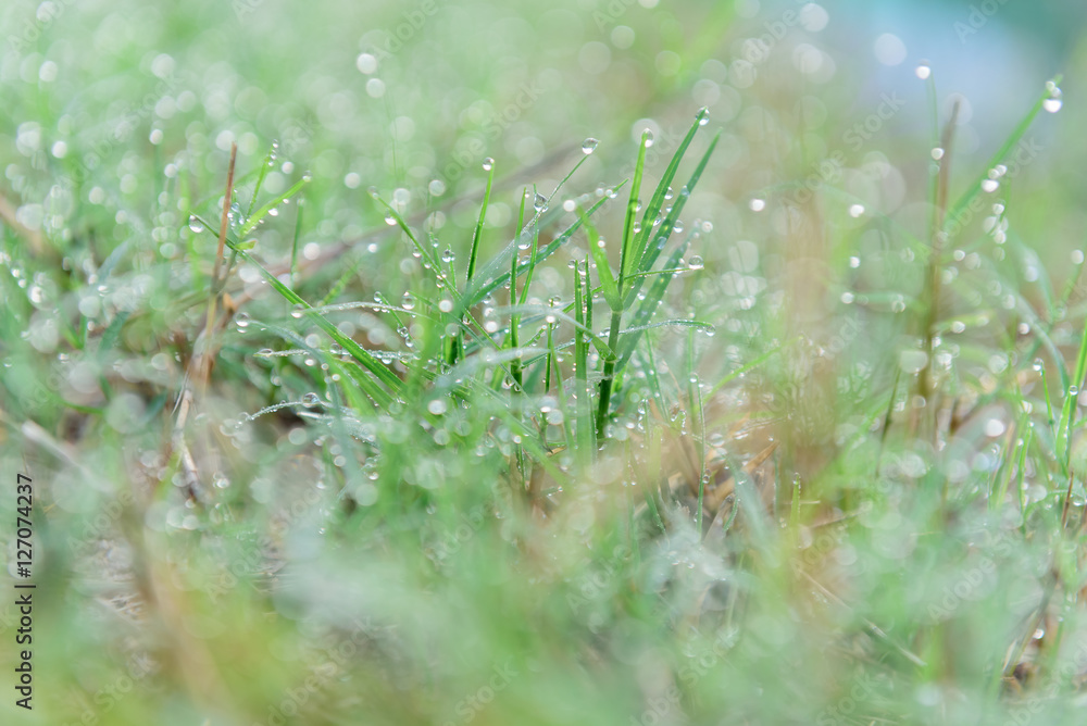 drops of dew on a green grass