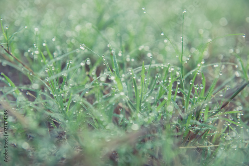 drops of dew on a green grass