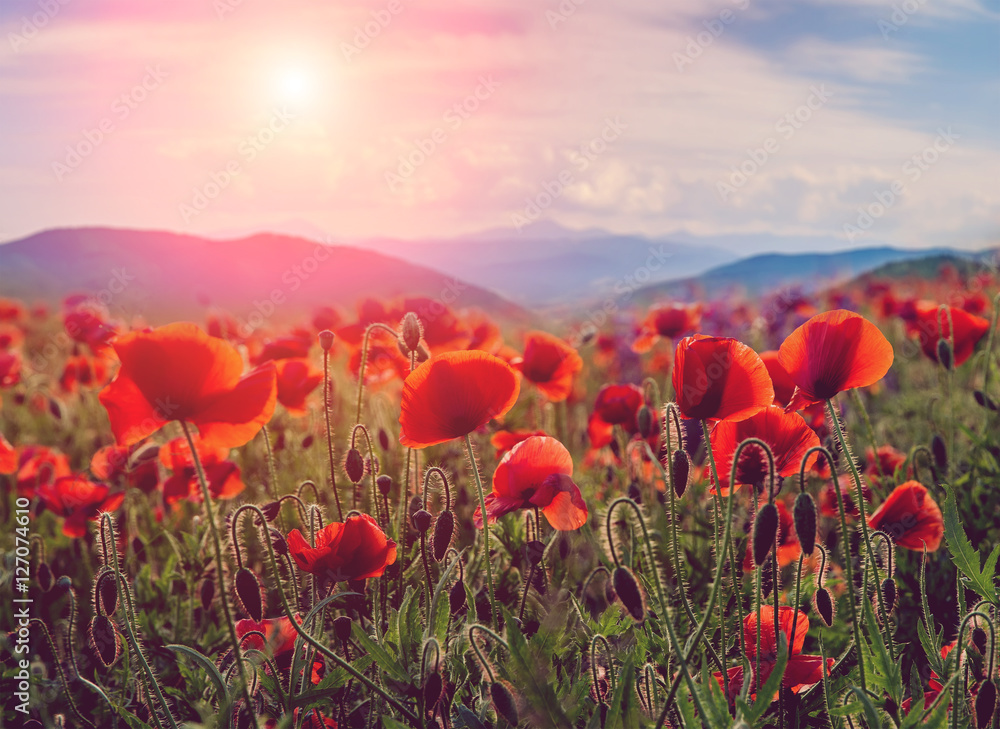 amazing spring landscape. poppy flowers closeup. on the background of majestic mountains, with perfect sky. blurred. original creative image. instagram toning effect
