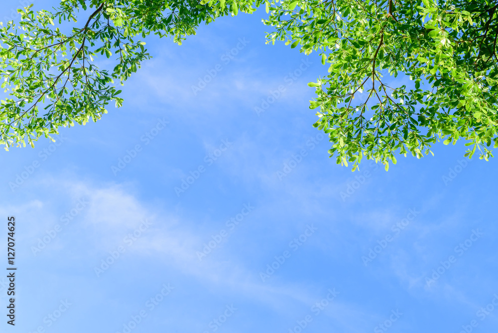 Fototapeta premium Trees top view
