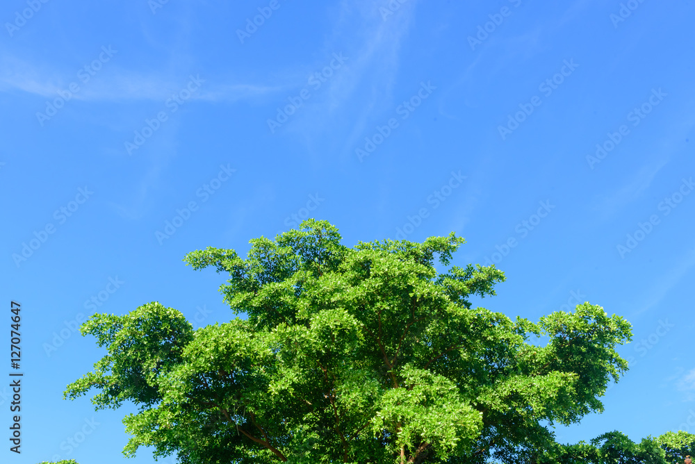 Obraz premium Trees top view