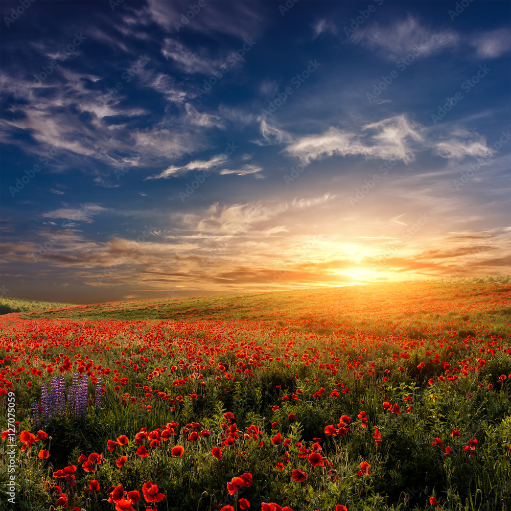 fantastic sunset at the poppies meadow. majestic rural landskape. colorful sky with overcast clouds. picturesque scene. amazing view