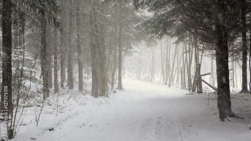 static shot of a forest in winter while snowing