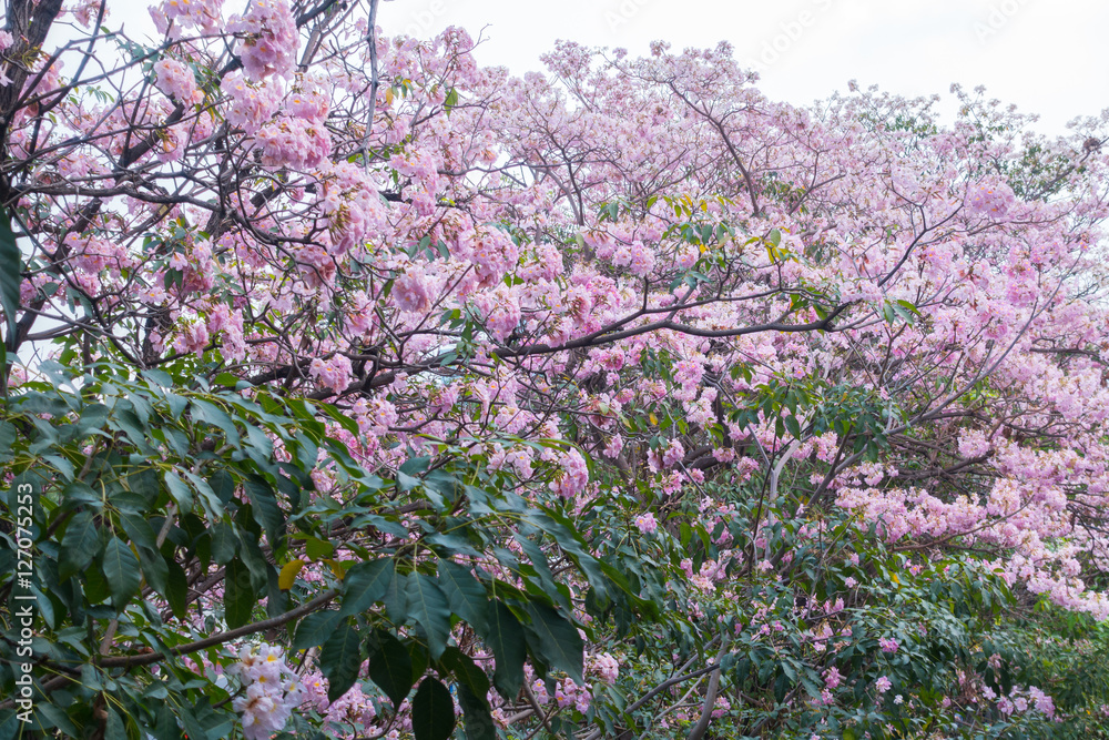 Flower pink tree landmark in park, bangkok, thailand, Tabebuia r