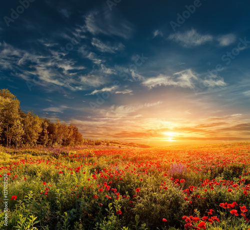 fantastic sunset at the poppies meadow. majestic rural landskape. colorful sky with overcast clouds. picturesque scene. amazing view